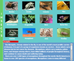 Interactive Insect Book for Kids «