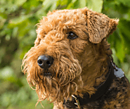 Top 10 Bearded Dog Breeds With All Essential Details