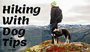 Top Hiking tips for pet parents to make it safe and wonderful