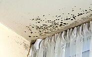 Physical Signs of Mold Growth