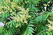 Copal Tree Health Benefits- Tree of Heaven Arlu in English