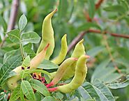 Pistacia Chinensis Gall Plant Health Benefits - Shringi in English