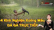 4 Kinh nghiệm chơi đá gá trực tiếp và những nguyên tắc đá gà người chơi cần biết