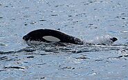 Black and White Orca