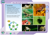 Frog Life Cycle