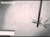 Watch a praying mantis perform acrobatic jumps