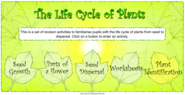 The Life Cycle of Plants
