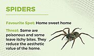 Household Bugs and Natural Remedies for Every Home