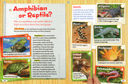 Amphibian or Reptile?