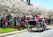 A New Vision Of Spring: Washington DC Cherry Blossom Festival - Travelplanet.in - Free Travel and Tourism Guide