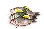 Frozen Seafood Suppliers In UAE | Frozen Seafood Distributors GCC