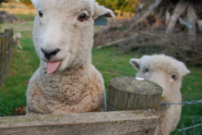 The World's Top 10 Funniest Images of Sheep