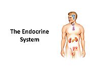 Endocrine Glands: Functions, Types And Diagnosis