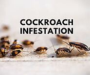 Website at https://www.awesomepest.ca/infestations-of-cockroaches-control-services/