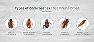 Website at https://www.awesomepest.ca/types-of-cockroaches/