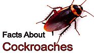 Interesting Facts About CockRoaches - Awesome Pest Control