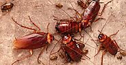 Identifying Cockroaches - Cockroaches Control Services | Awesomepest