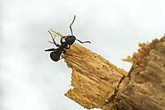 Website at https://www.awesomepest.ca/identifying-carpenter-ants-control-services/