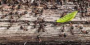 Carpenter Ants Infestations - Ants Control Services | Awesomepest