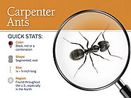 Appearance of Carpenter Ants - Carpenter Ants Control | Awesomepest
