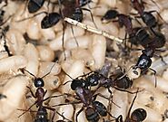 Feeding Habits of Carpenter Ants - Carpenter Ants Control | Awesomepest