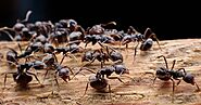 Carpenter Ants Control Services - Pest Control Services | Awesomepest