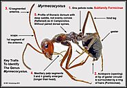 Characteristics of Carpenter Ants - Ants Control Services | Awesomepest