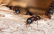 Website at https://www.awesomepest.ca/interesting-facts-about-carpenter-ants-control-services/
