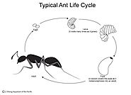 Production and life Cycle of Carpenter Ants | Awesomepest
