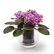 Buy Self-watering Glass Pots Online - CUP O FLORA®