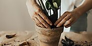 Best Potting Soil for Indoor Plants August 2021