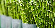 Lucky Bamboo Care - Growing Guide August 2021
