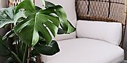 Monstera Deliciosa (The Swiss Cheese Plant) Care & Growing Guide