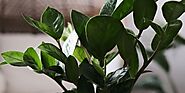 ZZ Plant (Zamioculcas Zamiifolia) Care & Growing Guide