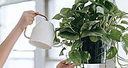 Heart Leaf Philodendron (Philodendron Scandens) Care & Growing Guide