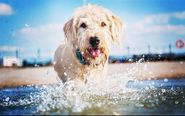 How to Keep your Dog Cool in the Summer