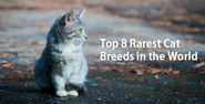 Top 8 Rarest Cat Breeds in the World