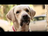 DOG : A film for a cause