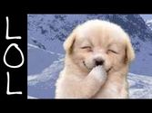 Funny Dogs - World's Funniest Dog Video Ever!