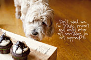 Dogs and Cup cakes