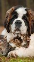 Cute Pictures of Cats and Dogs Together | Just 4 Pet Care