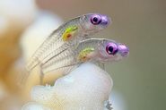 Neon Tetras Fishes