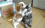 Dogs and Cats fight