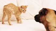 7 Tips to Manage Multi-Pet Household | Just 4 Pet Care