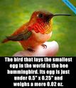 Fact about Hummingbird