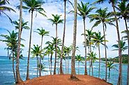 Coconut Tree Hill