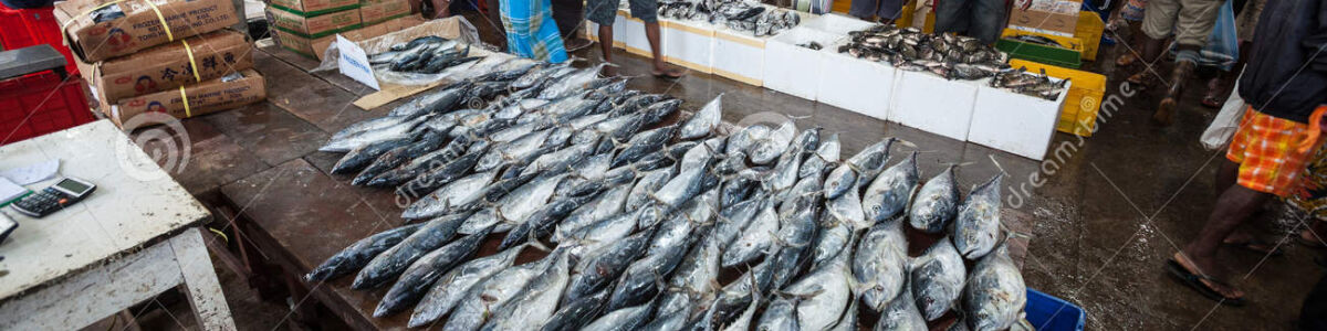 Headline for Morning walks at Negombo Fish Market – The coastal charm of Sri Lanka