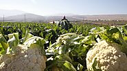 There’s a cauliflower shortage in the US, and it’s making prices skyrocket