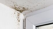 Hire Best Mold Removal Service Specialist
