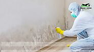 Reasons to Hire a Professional Mold Remediation Service